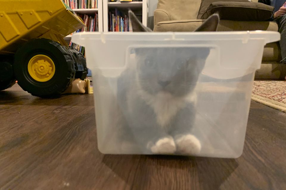 Cat in a box